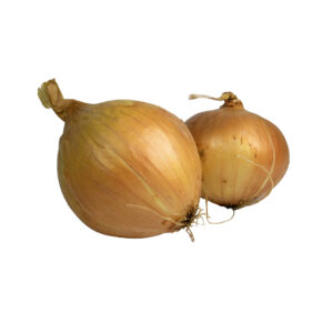 Bio Zwiebel